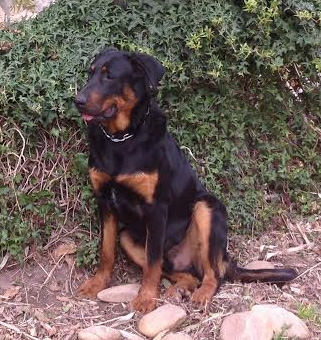 domainedelalicorne.fr Elevage de beauceron chiot beauceron pure race élevage du clos de la licorne elevage des gardiens de la licorne elevage beauceron noir et feu authentique gros gabarits élevage de Beauceron familial sérieux et qualité domainedelalicorne.fr suivi des chiots conseil d’éducation chiot propre bas rouge santé caractère spécialiste du beauceron noir et feu ou arlequin chien rustique berger de France  nos chiots sont élevés avec amour et attention notre passion au service de la qualité Beauceron de qualité et sportif domaine de la licorne 04380 BARRAS élevage en liberté éleveur berger de beauce élevage de beauceron de travail 